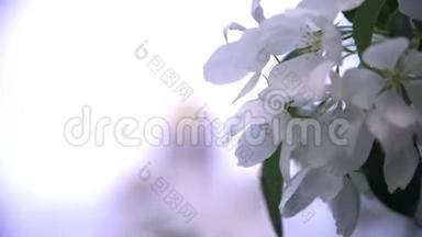 教堂背景下白色树木花朵的特写。 库存录像。 美丽的樱桃开着白花