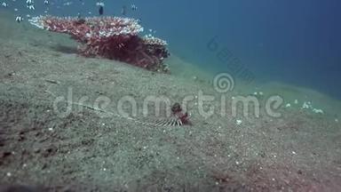Zulu海Dumaguete沙上有三个斑点和小珊瑚鱼的假<strong>单</strong>胞菌