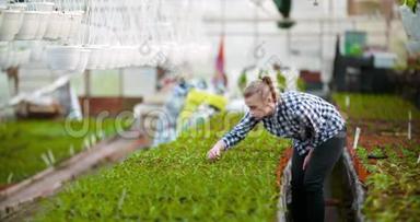 园艺师在温室农业中考察花卉