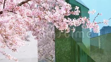 春季系列花：樱<strong>花树</strong>枝上的花朵，微<strong>风</strong>中的樱花花瓣，如雨