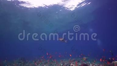 苏丹红海珊瑚中的小牙齿皇帝Lethrinus microdon和蓝鳍鱼