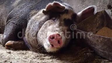 一只大猪躺在食<strong>槽</strong>附近，嚼着<strong>吐</strong>舌头的东西