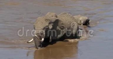 非洲大象、非洲小象、母亲和卡尔夫过河、肯尼亚马赛马拉公园