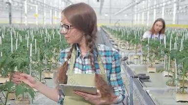 女农学家研究温室中的绿色植物在室内的水培。