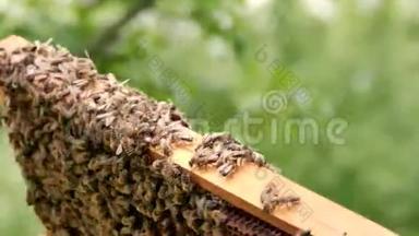 工作的养蜂人收集蜂蜜。 蜜蜂成群结队地在蜂巢周围<strong>飞来</strong>飞去。 养蜂概念。