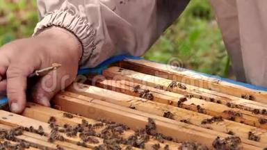工作的养蜂人收集蜂蜜。 蜜蜂成群结队地在蜂巢周围<strong>飞来</strong>飞去。 养蜂概念。