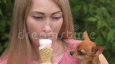 狗舔冰淇淋。 一个女人的忠实宠物坐在她的怀里。 玩具狗吃美味的冰淇淋