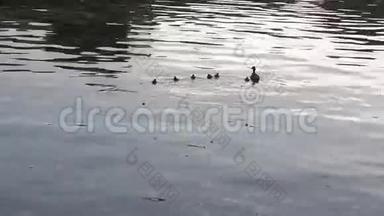 母鸭子和她的幼崽在湖上