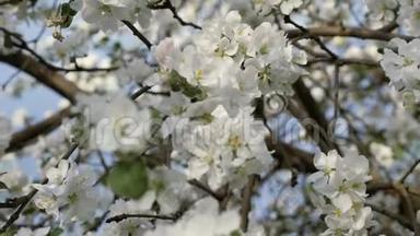 开花的海棠.. 春天果树的枝.. 白色花朵特写