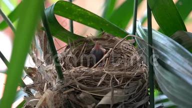 饥饿的<strong>雏鸟</strong>坐在巢里的照片。 小<strong>雏鸟</strong>张开嘴呼唤食物