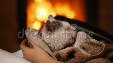可爱的救援小猫在壁炉清洁自己在一圈新主人