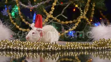 一只戴着圣诞帽的<strong>小白鼠</strong>在圣诞树的背景下看着摄像机。 动物符号