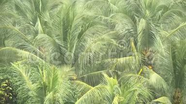 椰子树的绿枝在热带雨中<strong>迎风招展</strong>