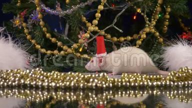 一只戴着圣诞帽的小白鼠在圣诞树的背景下看着摄像机。 动物符号