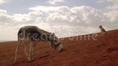 驴子和狗在沙漠的山上。 <strong>大气</strong>电影<strong>场景</strong>