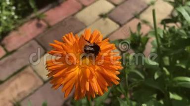 金盏菊橙花上的条纹大大黄蜂