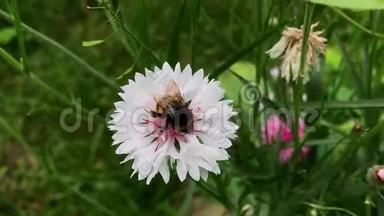 白色花葵上的条纹大大黄蜂