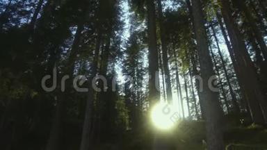 太阳<strong>冲破</strong>白云石森林的松树，美丽的大自然，意大利
