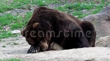 布朗熊在睡觉。 棕熊乌苏·阿克托斯·贝林亚纳斯的肖像。