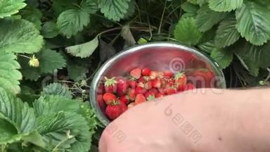 采摘成熟草莓的男子在金属碗收获时间在花园。 水果花园里的草莓。 碗已装满