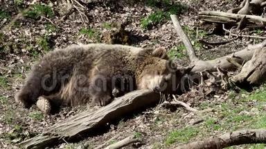 布朗熊在睡觉。 熊睡在树林里的山顶上