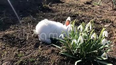 小<strong>白兔</strong>吃春花.. 假期和动物。 复活节的概念