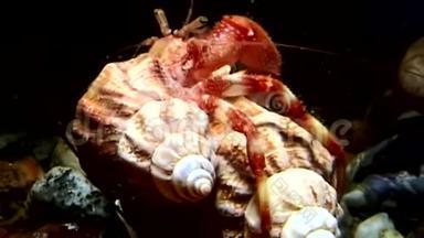 巨蟹座的螃蟹拖着贝壳在水下寻找白海的食物。