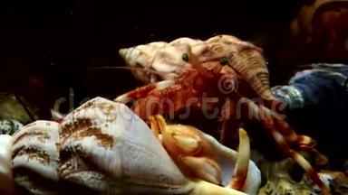 <strong>巨蟹座</strong>的螃蟹拖着贝壳在水下寻找白海的食物。