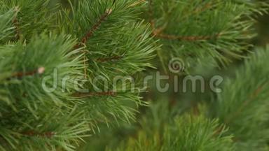 绿色的树枝是冷杉或松树。 松枝的特写.. 从静止摄像机拍摄视频，焦点从静止摄像机移动