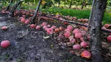 靠近，许多成熟的苹果倒在地上，躺在果园里的苹果树<strong>下</strong>。 初秋。 收获苹果