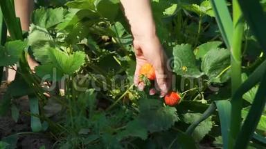 女人采摘新鲜草莓的手