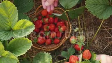 年轻女子手在厨房花园<strong>采摘草莓</strong>