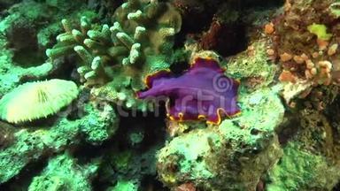 阿坡岛珊瑚中的锈斑扁虫伪毛虫