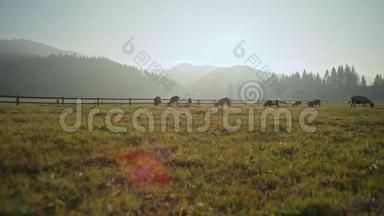 日落山地草地上的山羊自然农业景观