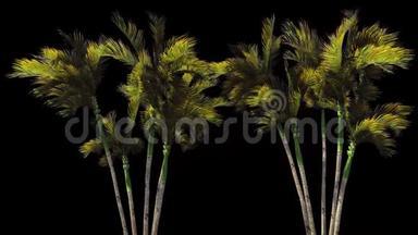 棕榈树在风中。 有阿尔法频道。 编<strong>解码</strong>器-PNG阿尔法。 美丽的夏天循环的背景。
