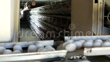 禽类生产鸡蛋的厂家，鸡蛋采用输送机、特写、工业