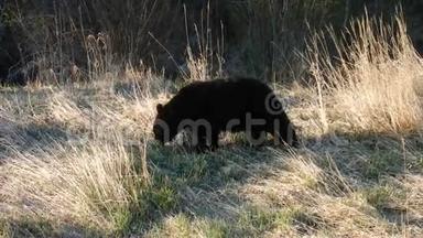 一只黑熊在春天吃甜草