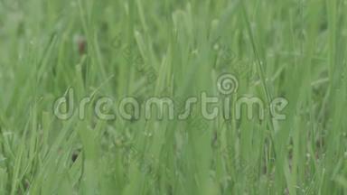 完美的绿色背景由新鲜的草。 库存。 天然绿色背景