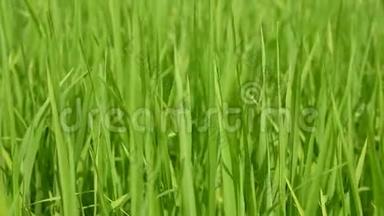 有选择的焦点是清爽的绿色稻田，新鲜的稻树叶，在明媚的午后阳光下的一个夏天