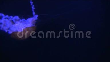 发光的水母漂浮在黑暗的水中，长长的触手