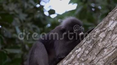 在泰国的昂松国家海洋公园，树上坐着一只深色的猴子