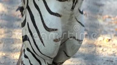 一<strong>条带条</strong>纹的斑马正在阳光明媚的一天在动物园的土地上吃草