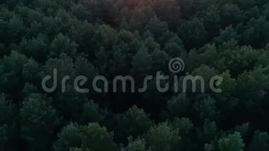 日落时松林的空中摄影。 飞越针叶林中的树木向太阳飞去