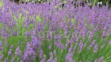 浓密的淡<strong>紫色</strong>灌木丛中有<strong>紫色</strong>的花