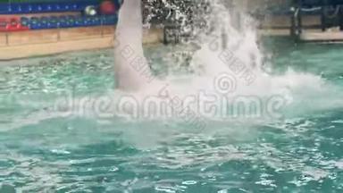 海豚馆训练期间，白鲸在游泳池里跳跃和潜水
