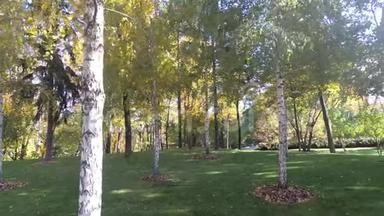 桦树林，树干带叶，大风天气.. 秋天阳光明媚的景色