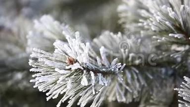 松枝在冬季公园的雪下。 特写视频.. 圣诞节的气氛。 冬季冰雪公园。 <strong>到处都是</strong>白色