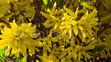 早春在多风天气开花的灌木黄色