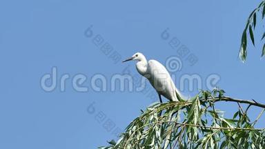 白色的白鹭坐在有蓝天背景的柳树上，警觉地环顾四周，大白鹭降落在树顶上