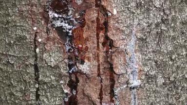 松干上树脂，横拍.. 折断的树皮在松树的树干上。 树愈合伤口，释放树脂..